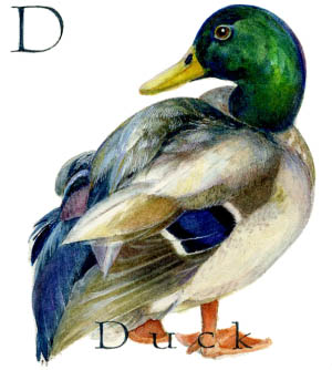 D - the fourth letter in the Animal Alphabet - is for Dcuk