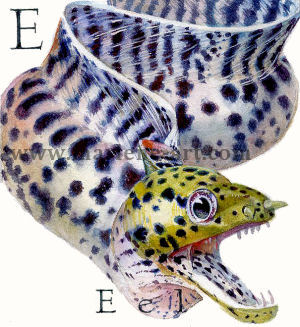 E - the fifth letter in the Animal Alphabet - is for Eel