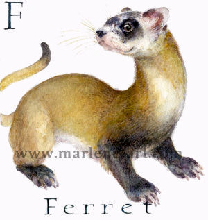 F - the sixth letter in the Animal Alphabet - is for Ferret