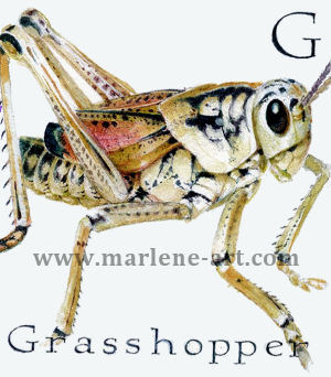 G - the seventh letter in the Animal Alphabet - is for Grasshopper