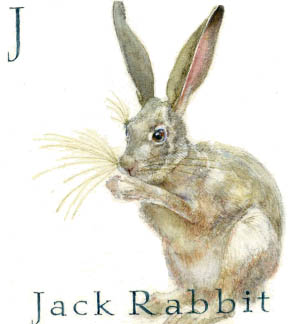 J - the tenth letter in the Animal Alphabet-is for Jack Rabbit