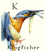 Animal Alphabet Poster - K is for Kingfisher