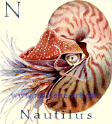 N is for Nautilus in the Animal Alphabet