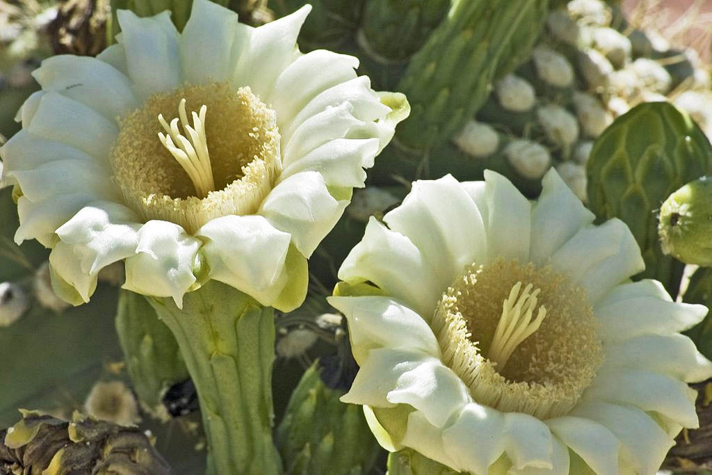 Arizona state flower