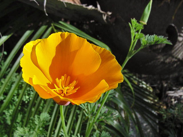 California state flower