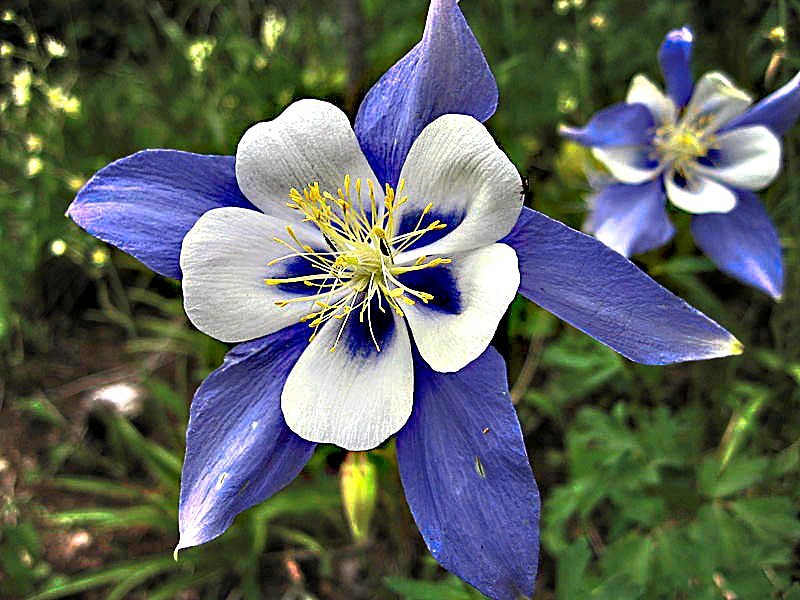 Montana state flower