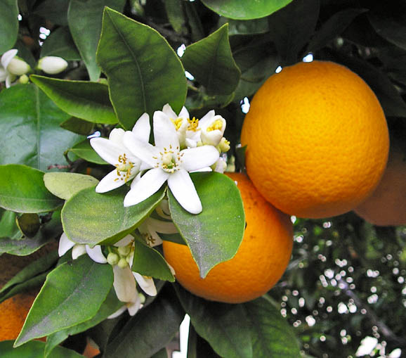 Florida state flower
