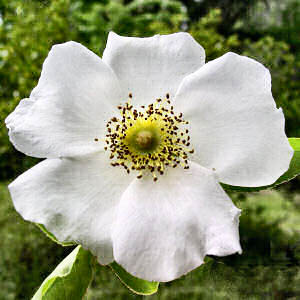 Georgia state flower