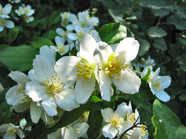 Idaho state flower