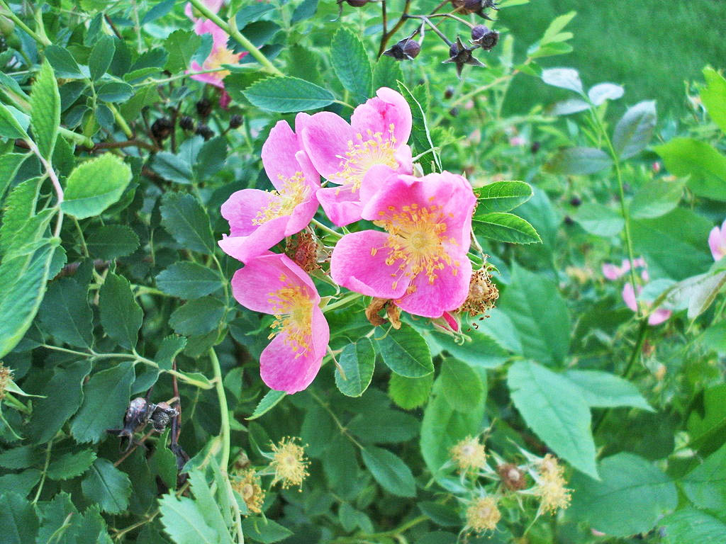 Iowa state flower