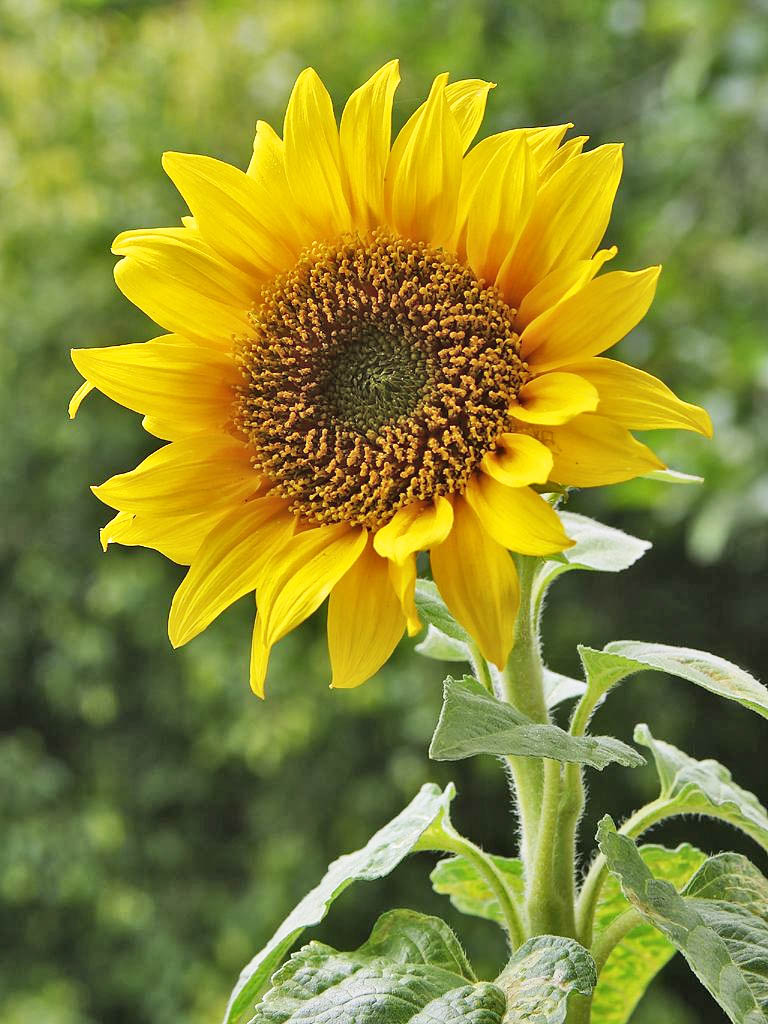 Kansas state flower
