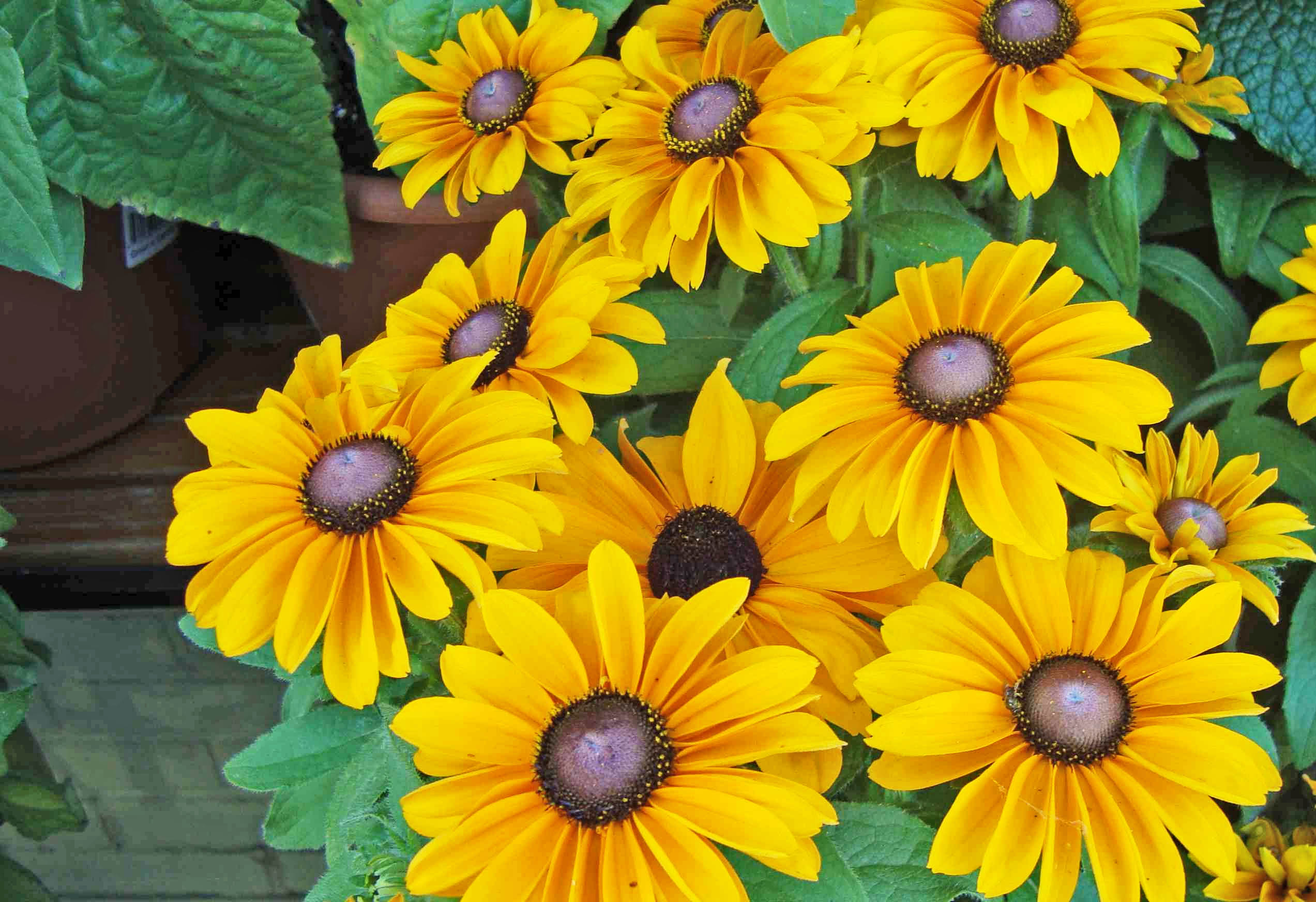 Maryland state flower