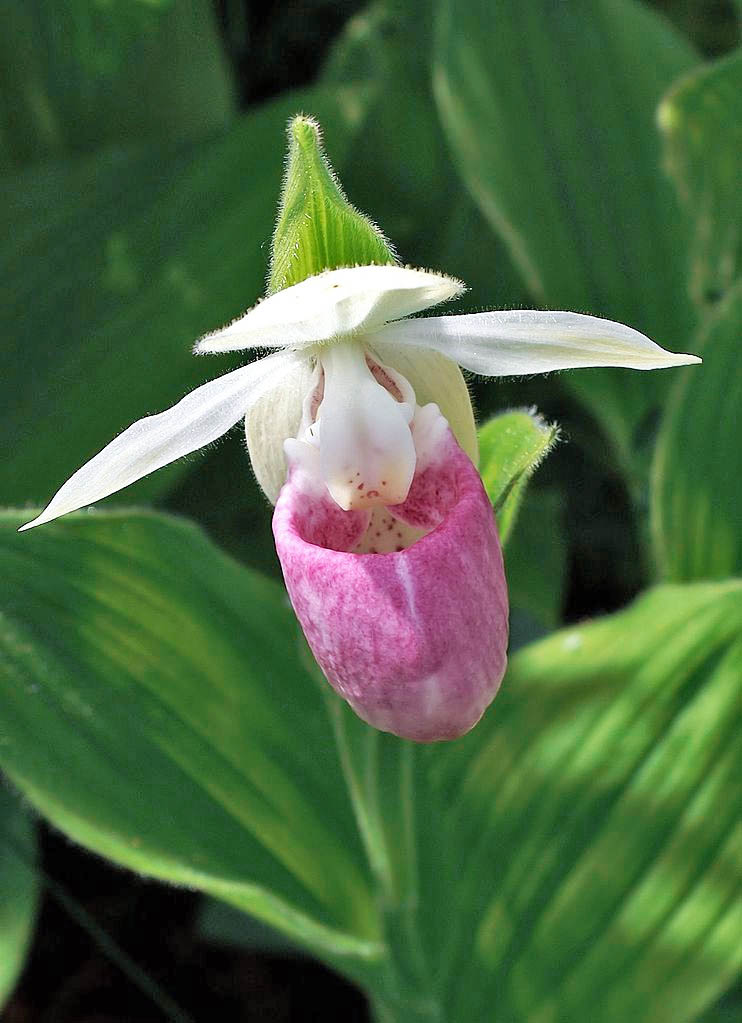 Minnesota state flower