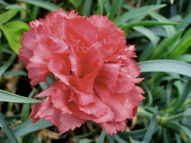Ohio state flower