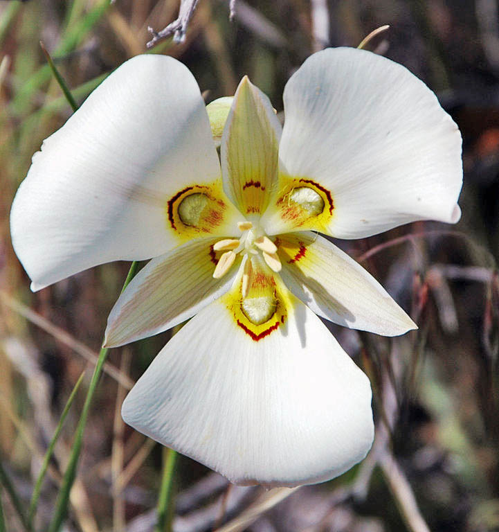 Utah state flower