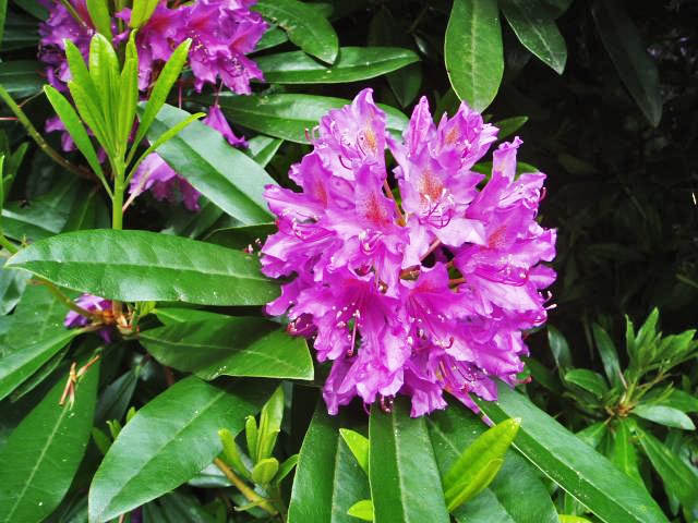 West Virginia state flower
