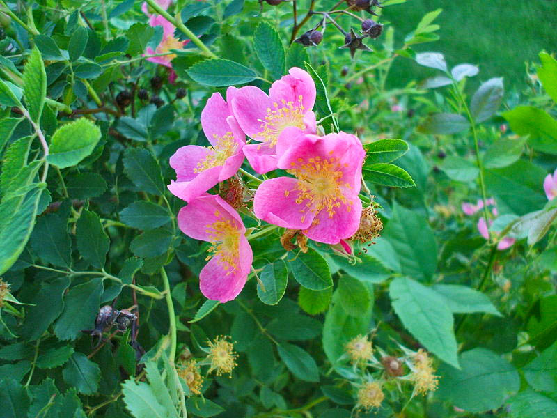North Dakota state flower